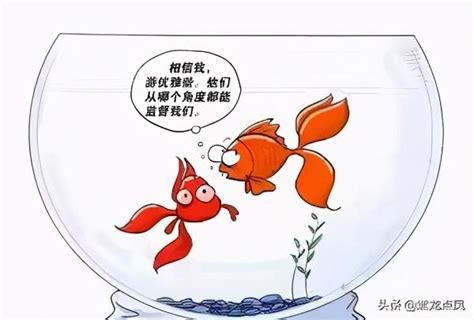 金魚缸效應行政學|公共行政新趨勢：金魚缸效應